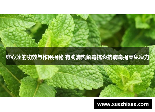 穿心莲的功效与作用揭秘 有助清热解毒抗炎抗病毒提高免疫力