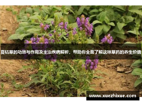 夏枯草的功效与作用及主治疾病解析，帮助你全面了解这味草药的养生价值